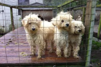 three small, curly-haired dogs standing closely together behind a wire fence
